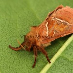 Triodia sylvina  - Hrotokrídlovec šalátový 21-52-02