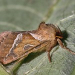 Triodia sylvina - Hrotokrídlovec šalátový 23-04-23