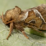 Triodia sylvina - Hrotokrídlovec šalátový 23-06-12