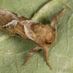 Triodia sylvina - Hrotokrídlovec šalátový 23-07-52