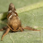Triodia sylvina - Hrotokrídlovec šalátový 23-09-41