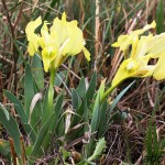 Iris pumila L. - Kosatec nízky 193152