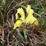 Iris pumila L. - Kosatec nízky 194208