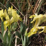 Iris pumila L. - Kosatec nízky 194926
