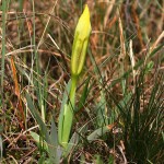 Iris pumila L. - Kosatec nízky 195611