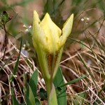 Iris pumila L. - Kosatec nízky 20-14-19