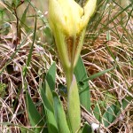 Iris pumila L. - Kosatec nízky 20-15-09