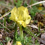 Iris pumila L. - Kosatec nízky 20-15-49
