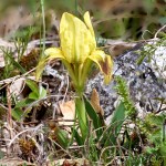 Iris pumila L. - Kosatec nízky 20-19-39