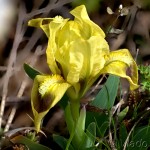 Iris pumila L. - Kosatec nízky 20-22-02