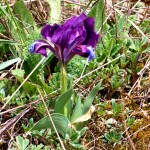Iris pumila L. - Kosatec nízky 20-24-23