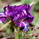 Iris pumila L. - Kosatec nízky 20-25-57