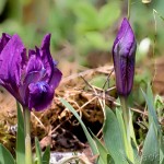 Iris pumila L. - Kosatec nízky 20-31-56