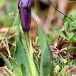Iris pumila L. - Kosatec nízky 20-33-15