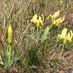 Iris pumila L. - Kosatec nízky 200132
