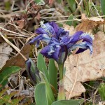 Iris pumila L. - Kosatec nízky 21-23-27
