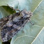 Dryobotodes eremita - Mora dubinová 170729