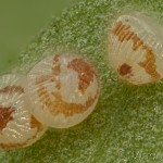 Hada plebeja - Mora malá 16-45-58