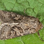 Hada plebeja - Mora malá 17-13-54