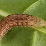 Hada plebeja - Mora malá 17-31-14