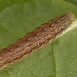 Hada plebeja - Mora malá 17-34-08