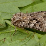 Hada plebeja - Mora malá 17-38-02