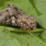 Hada plebeja - Mora malá 17-39-26