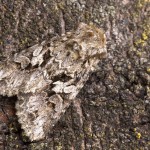 Hada plebeja - Mora malá 171619