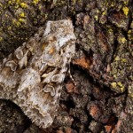 Hada plebeja - Mora malá 172822