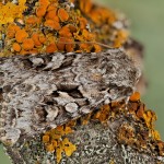 Hada plebeja - Mora malá 19-36-17