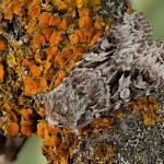 Hada plebeja - Mora malá 19-38-34