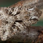 Hada plebeja - Mora malá 19-44-00