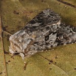 Hada plebeja - Mora malá 19-58-33