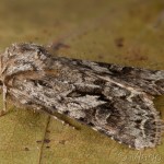 Hada plebeja - Mora malá 20-00-23