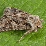 Hada plebeja - Mora malá 20-47-42