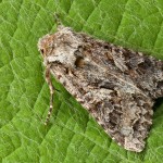 Hada plebeja - Mora malá 20-49-30