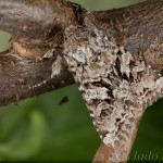 Hada plebeja - Mora malá 21-22-04