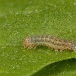 Hada plebeja - Mora malá 22-04-28