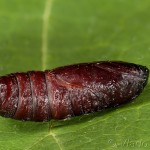 Hada plebeja - Mora malá 22-55-20