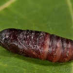 Hada plebeja - Mora malá 22-58-15