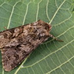 Hada plebeja - Mora malá 221753