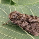 Hada plebeja - Mora malá 222142