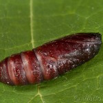 Hada plebeja - Mora malá 23-07-04