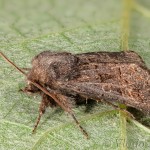 Tholera cespitis - Mora metlicová 14-39-40