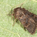 Tholera cespitis - Mora metlicová 16-56-56