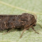 Tholera cespitis - Mora metlicová 16-58-39