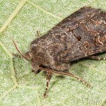 Tholera cespitis - Mora metlicová 17-01-09