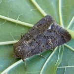 Tholera cespitis - Mora metlicová 190452