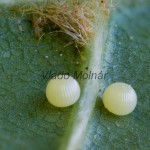 Tholera cespitis - Mora metlicová 191101