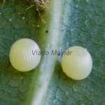 Tholera cespitis - Mora metlicová 191101v